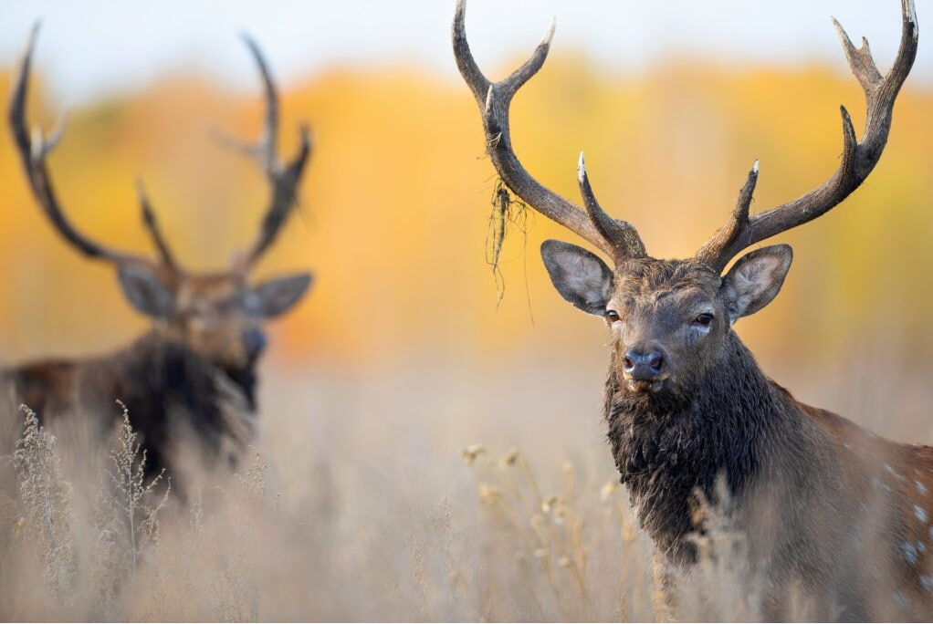 НИИРК – НИИРК и Perspectum вновь представят свои проекты на фестивале «Первозданная Россия»