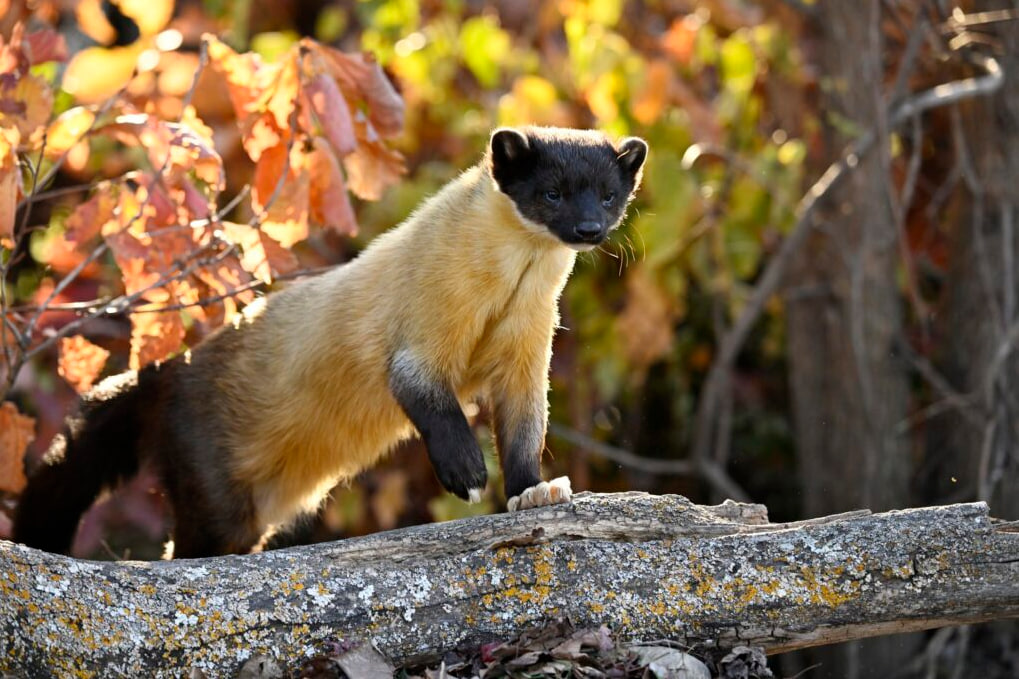 НИИРК – НИИРК и Perspectum вновь представят свои проекты на фестивале «Первозданная Россия»